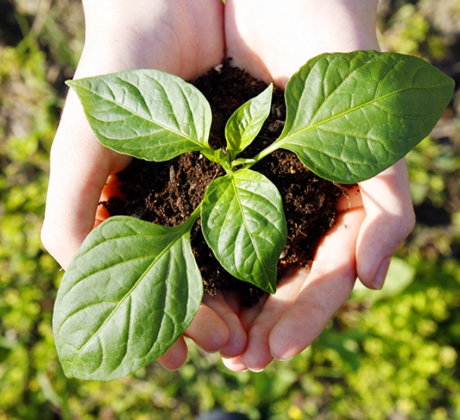 サステナビリティ